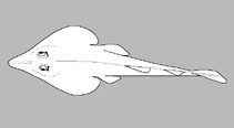 Image of Rhinobatos microphthalmus (Smalleyed guitarfish)