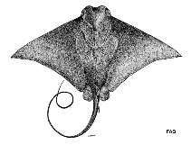 Image of Rhinoptera adspersa (Rough cownose ray)