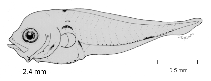 tn_Scspp_l3.gif