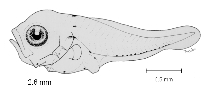 tn_Scspp_l4.gif