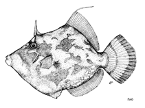 Image of Stephanolepis auratus (Porky)