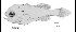 tn_Stspp_l5.gif