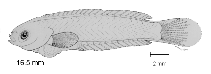 tn_Xyspp_l1.gif