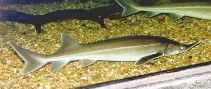 Image of Acipenser ruthenus (Sterlet sturgeon)