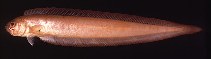 tn_Acspp_u0.jpg