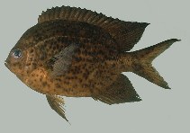 tn_Acspp_u2.jpg