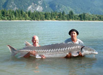 Image of Acipenser transmontanus (White sturgeon)