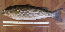 Image of Agonostomus monticola (Mountain mullet)