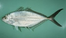 tn_Alspp_u6.jpg