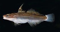 tn_Amhec_u0.jpg