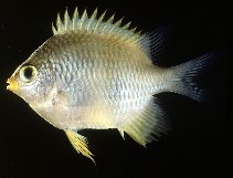 tn_Amspp_u5.jpg