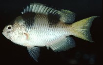 tn_Amspp_u6.jpg