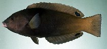 tn_Angeo_u1.jpg