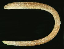 tn_Anspp_u0.jpg