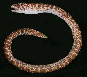 tn_Anspp_u1.jpg