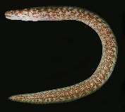 tn_Anspp_u2.jpg