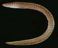 tn_Anspp_u3.jpg