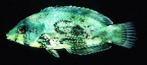 tn_Anspp_u6.jpg