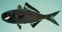 tn_Anspp_u7.jpg