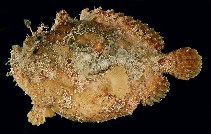 tn_Anspp_u8.jpg