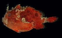 tn_Anspp_u9.jpg