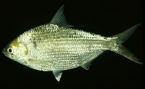 tn_Anspp_un.jpg