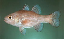 tn_Apoma_u1.jpg