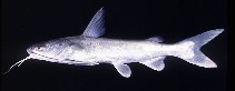 tn_Arspp_u3.jpg
