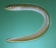 tn_Arspp_u4.jpg