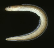 tn_Arspp_u6.jpg