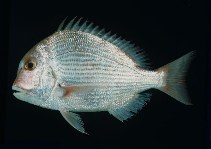 tn_Arspp_u8.jpg
