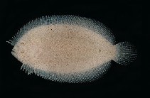tn_Arspp_u9.jpg