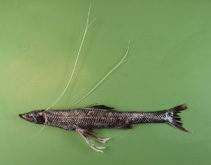 Image of Bathypterois dubius (Mediterranean spiderfish)