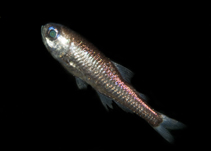 Image of Benthosema glaciale (Glacier lantern fish)