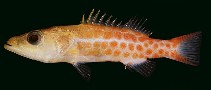 tn_Bespp_u0.jpg