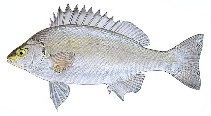 Image of Bidyanus bidyanus (Silver perch)