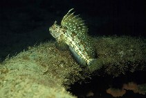 Image of Blennius ocellaris (Butterfly blenny)