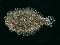 tn_Bospp_u5.jpg