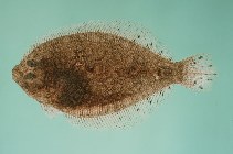 tn_Bospp_u8.jpg