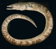 tn_Brspp_u8.jpg