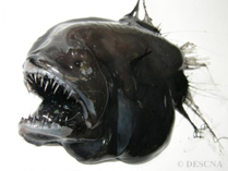 Image of Caulophryne jordani (Fanfin angler)