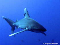 Image of Carcharhinus longimanus (Oceanic whitetip shark)