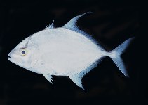 tn_Caspp1u0.jpg
