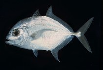 tn_Caspp1u7.jpg