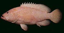 tn_Ceaur_u2.jpg