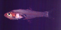 tn_Cecla_u0.jpg