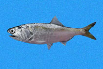 Image of Cetengraulis mysticetus (Pacific anchoveta)