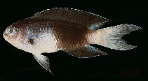 tn_Chrap_u0.jpg