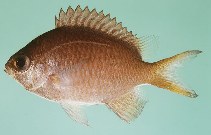 tn_Chspp_ug.jpg