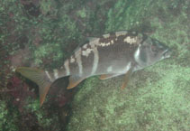 Image of Cheilodactylus variegatus (Peruvian morwong)